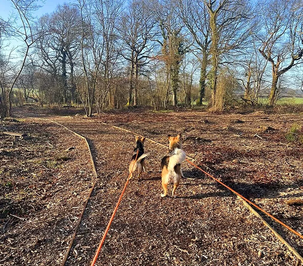 Two dogs running ahead on orange Vivifying long leashes in a woodland clearing