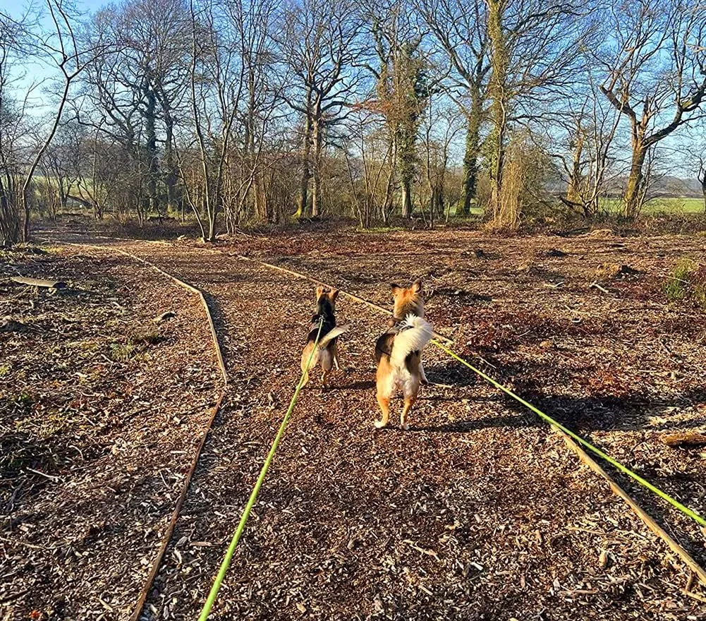 Two dogs running ahead on green Vivifying reflective long leashes in a woodland clearing
