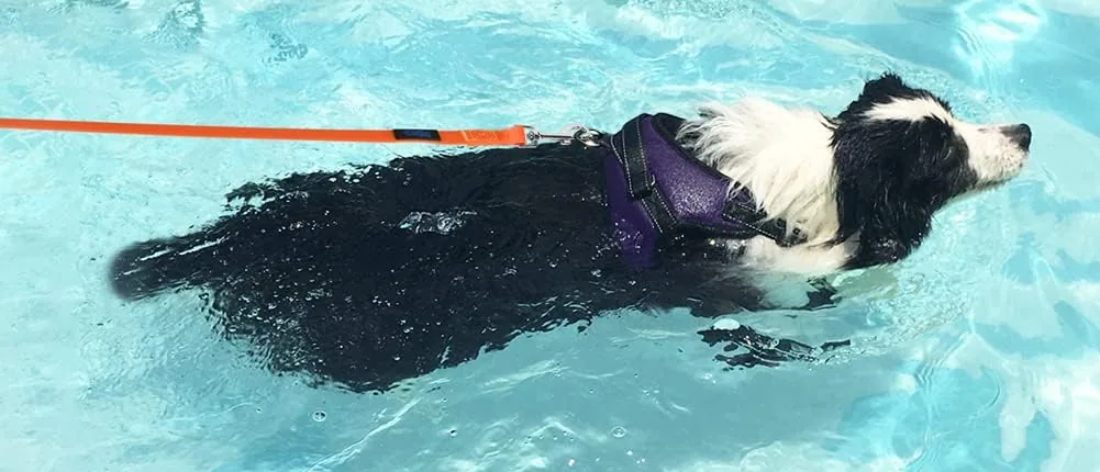 A border collie swimming in a pool with a Vivifying waterproof leash clipped to its harness