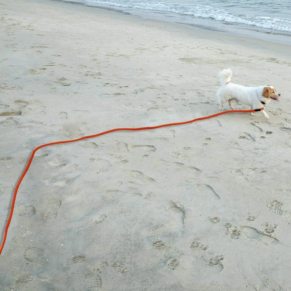 A small dog on a beach trailing an orange Vivifying check cord across the sand