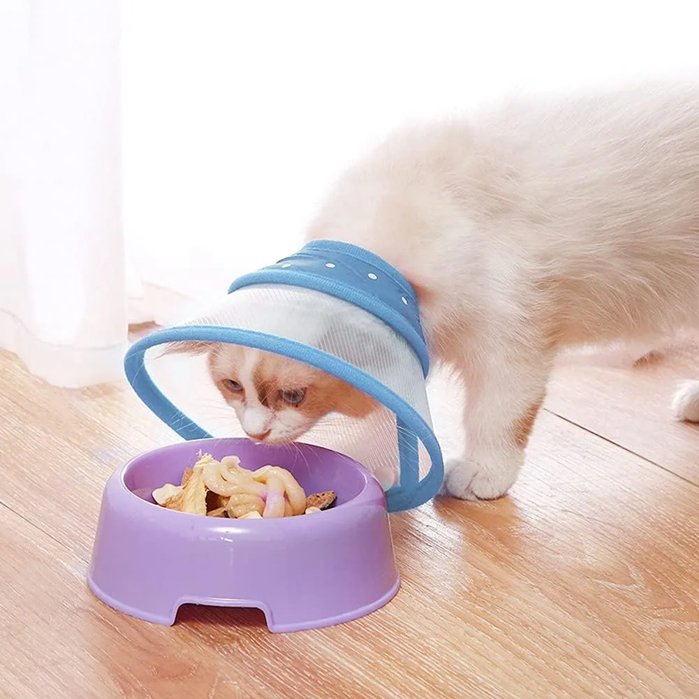 A cat in a blue Vivifying snap cone eating from a bowl