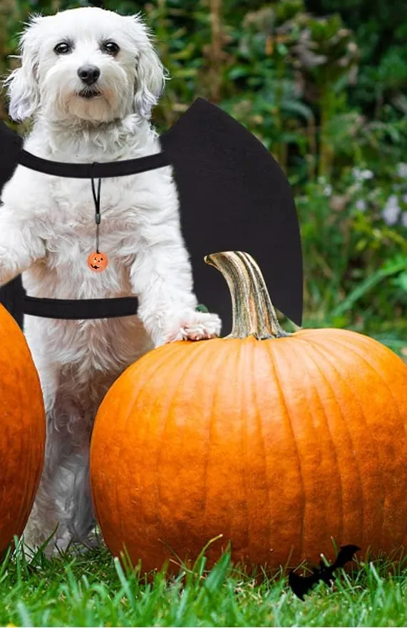 A white dog wearing Vivifying bat wings with its paws on a pumpkin
